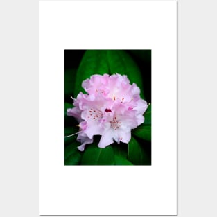 Rhododendron Posters and Art